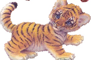 Bébé tigre