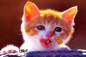 Chaton