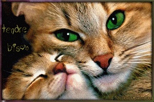 Chaton et sa maman