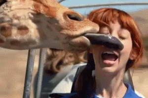 Girafe et la guide